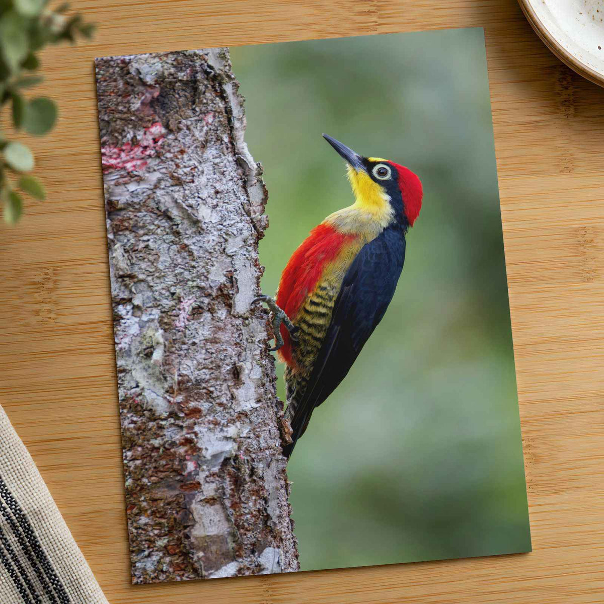 Colorful Woodpecker Clings to a Tree Trunk Photographic Art Print (7 Sizes)