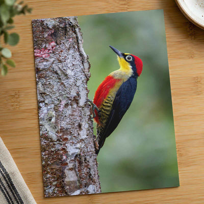 Colorful Woodpecker Clings to a Tree Trunk Photographic Art Print (7 Sizes)