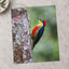 Colorful Woodpecker Clings to a Tree Trunk Photographic Art Print (7 Sizes)