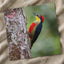 Colorful Woodpecker Clings to a Tree Trunk Photographic Art Print (7 Sizes)