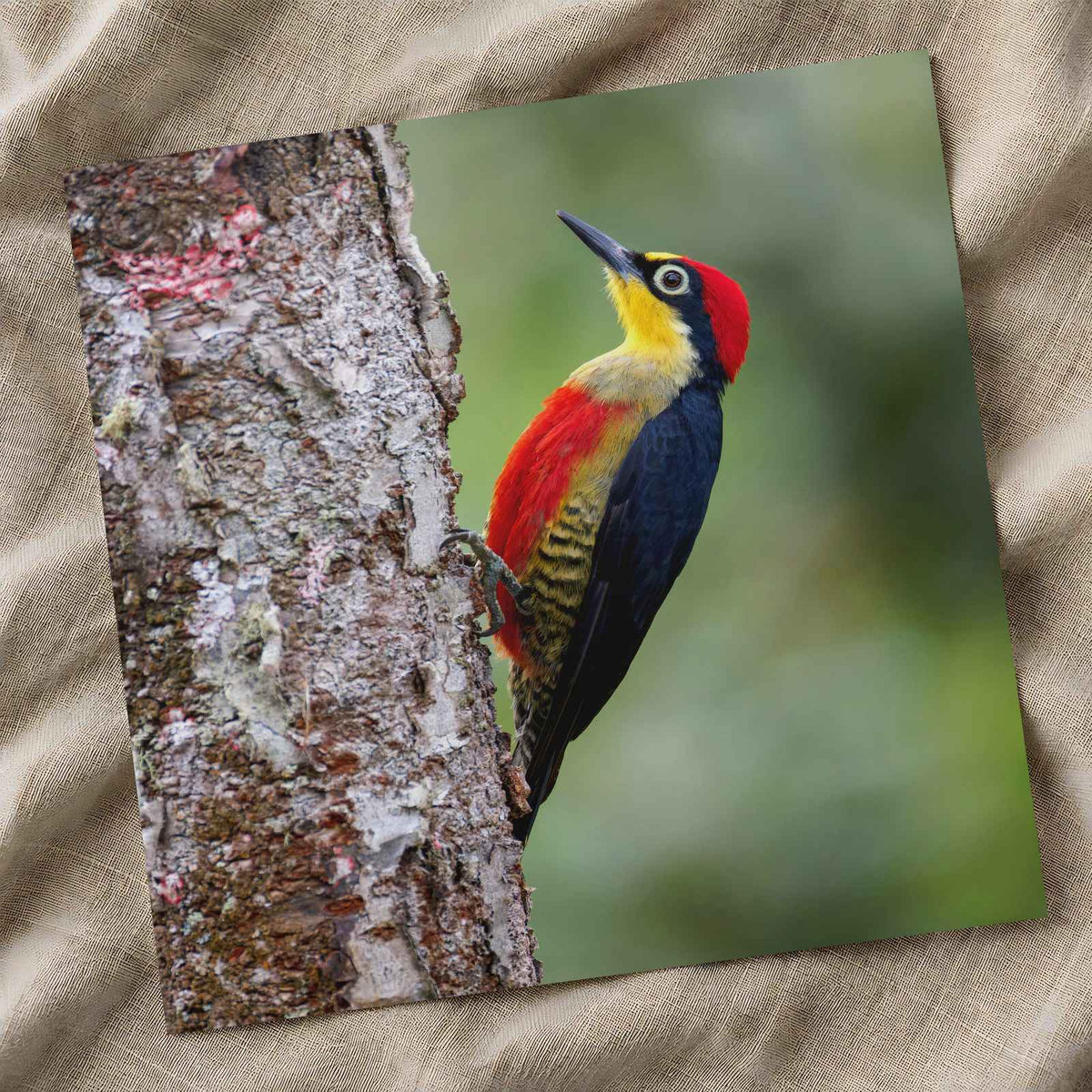 Colorful Woodpecker Clings to a Tree Trunk Photographic Art Print (7 Sizes)