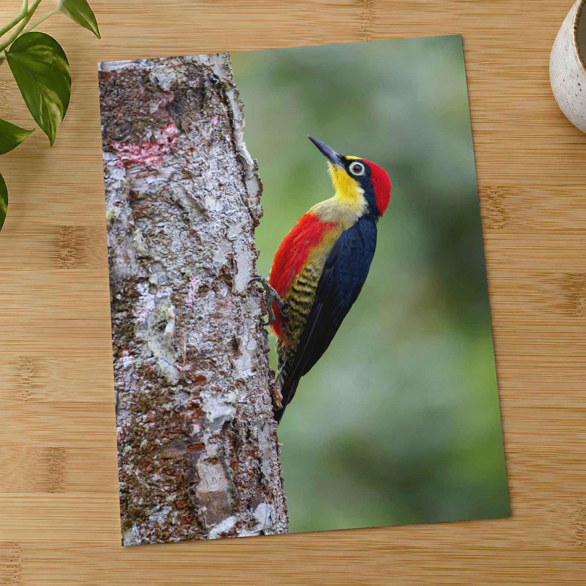 Colorful Woodpecker Clings to a Tree Trunk by Zdeněk Macháček Photo Print Wall Decor