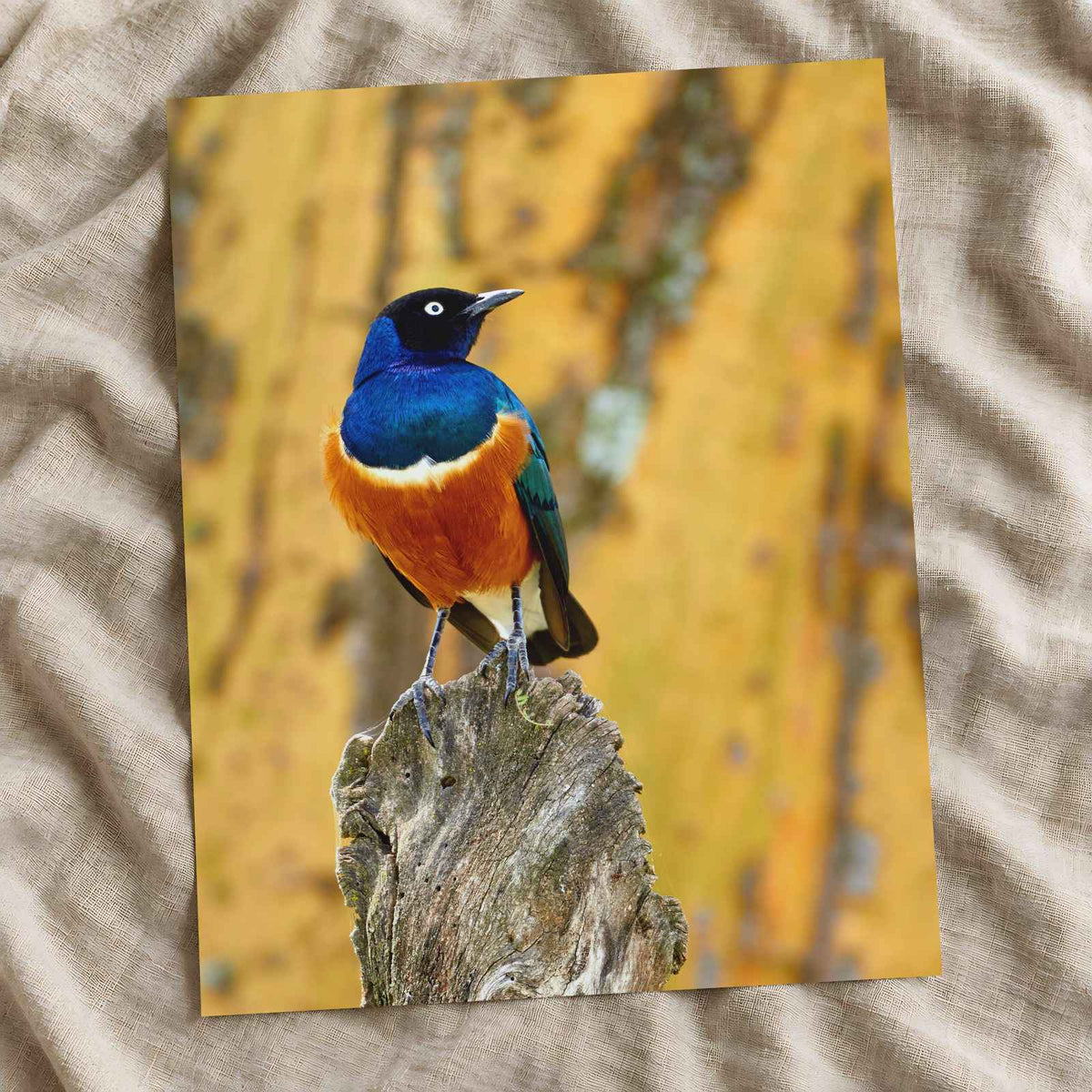 Starling Resting on Piece of Wood in Kenya Photo Wall Print (7 Sizes)