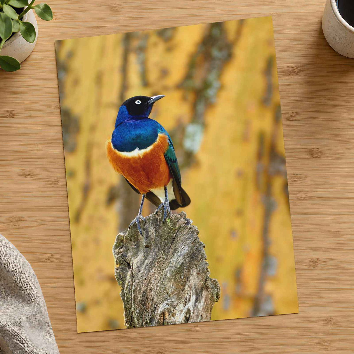 Starling Resting on Piece of Wood in Kenya Photo Wall Print (7 Sizes)