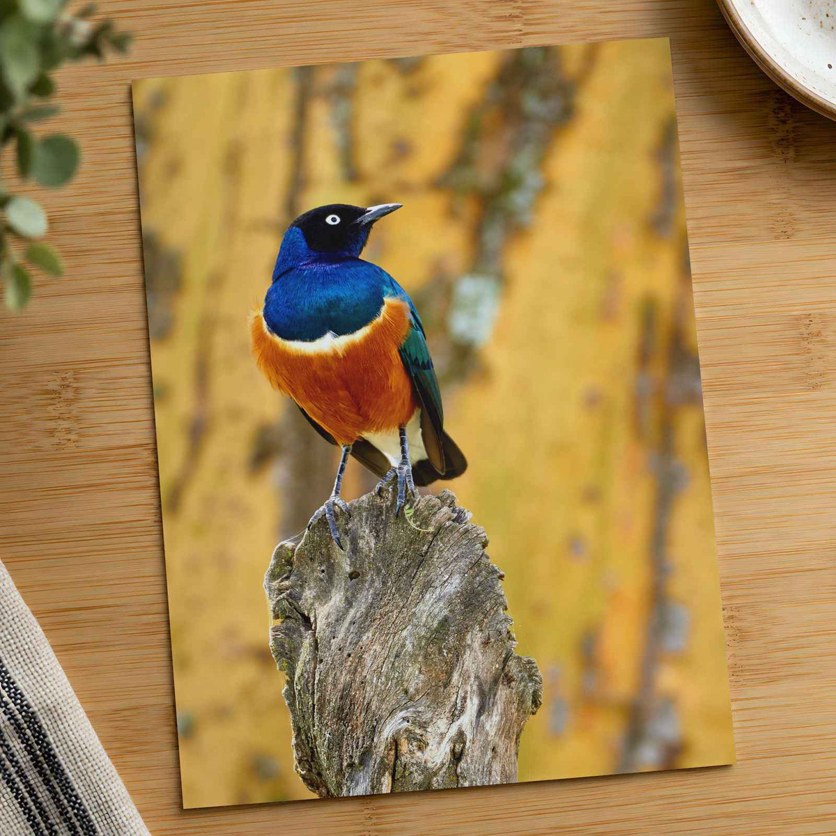 Starling Resting on Piece of Wood in Kenya Photo Wall Print (7 Sizes)