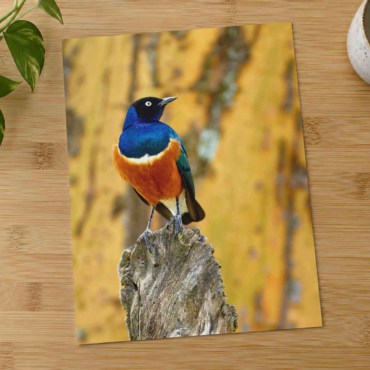 Starling Resting on Piece of Wood in Kenya Photo Wall Print (7 Sizes)