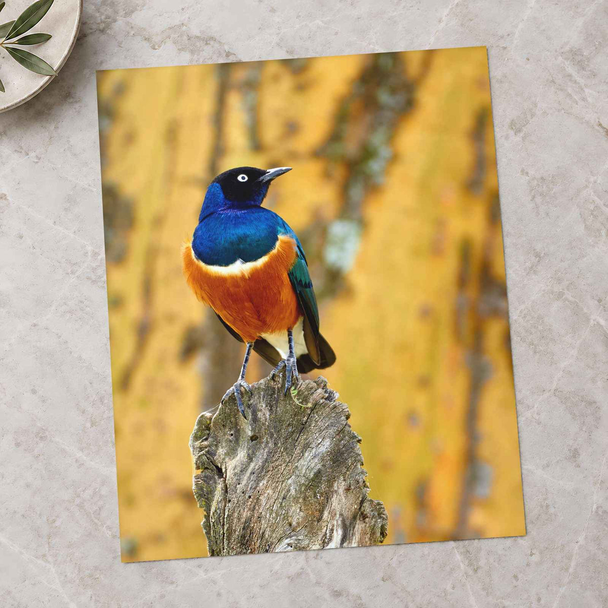 Starling Resting on Piece of Wood in Kenya Photo Print Wall Decor