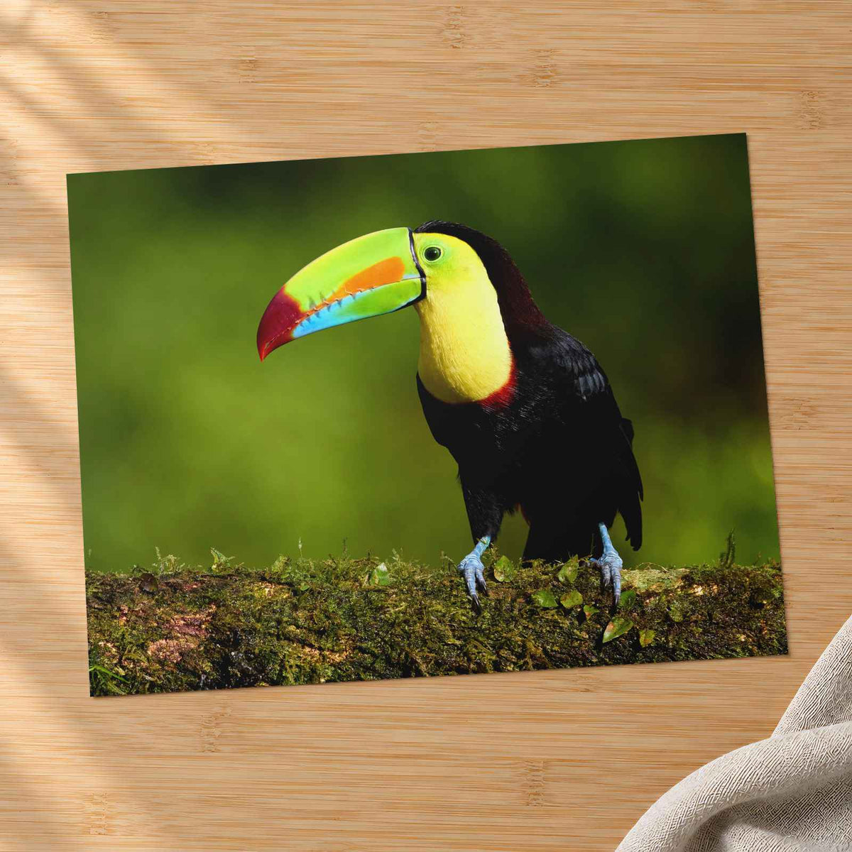 Tropical Toucan on Tree Branch Photo Wall Art (7 Sizes) - Shipped Flat