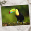 Tropical Toucan on Tree Branch Photo Wall Art (7 Sizes) - Shipped Flat