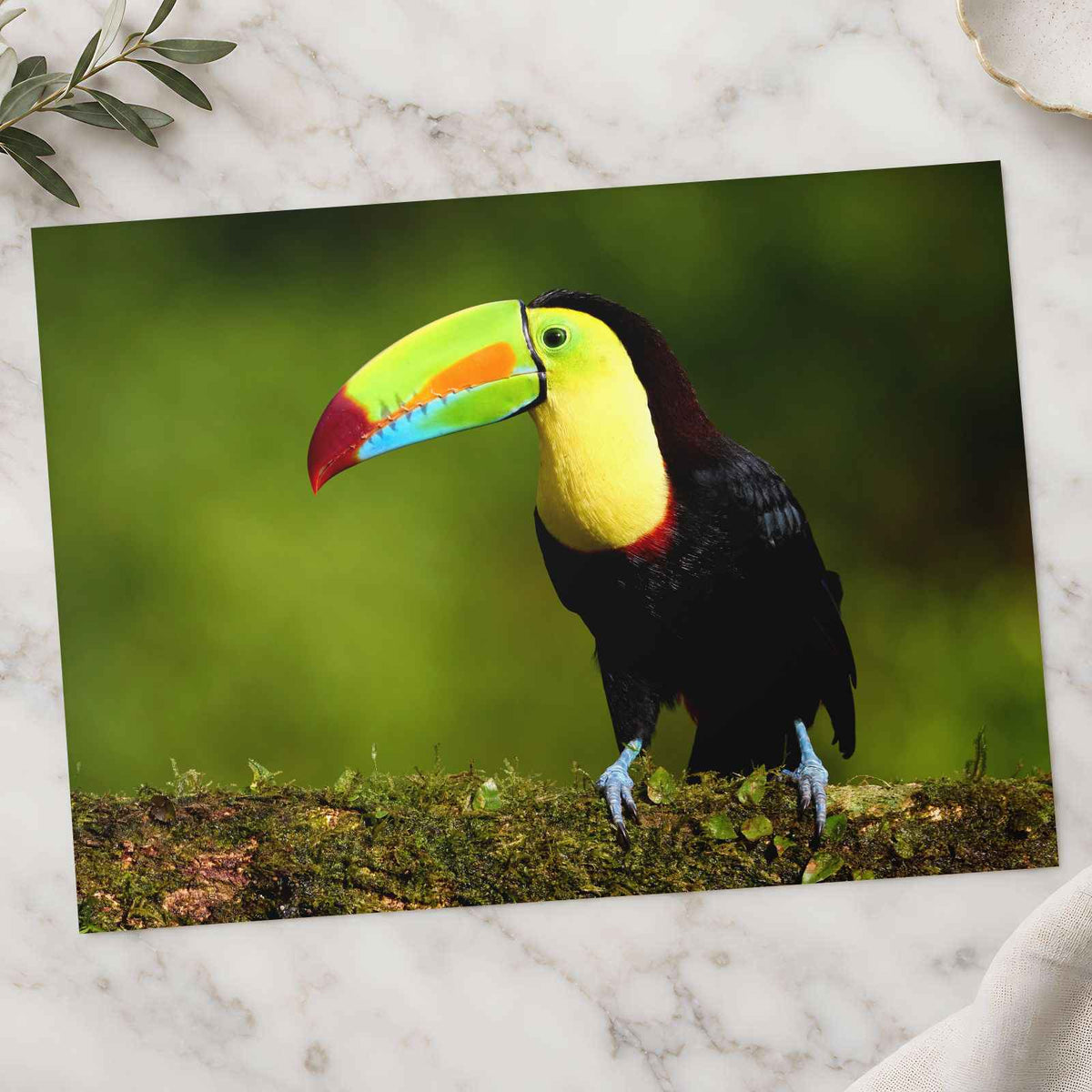 Tropical Toucan on Tree Branch Photo Wall Art (7 Sizes) - Shipped Flat