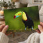 Tropical Toucan on Tree Branch Photo Wall Art (7 Sizes) - Shipped Flat