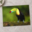 Tropical Toucan on Tree Branch Photo Wall Art (7 Sizes) - Shipped Flat