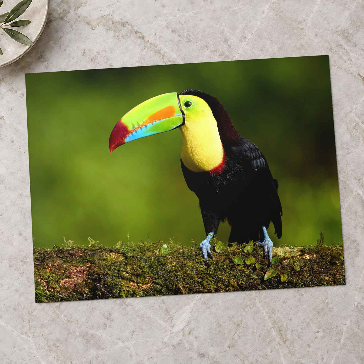 Tropical Toucan on Tree Branch Photo Wall Art (7 Sizes) - Shipped Flat
