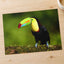 Tropical Toucan on Tree Branch Photo Wall Art (7 Sizes) - Shipped Flat