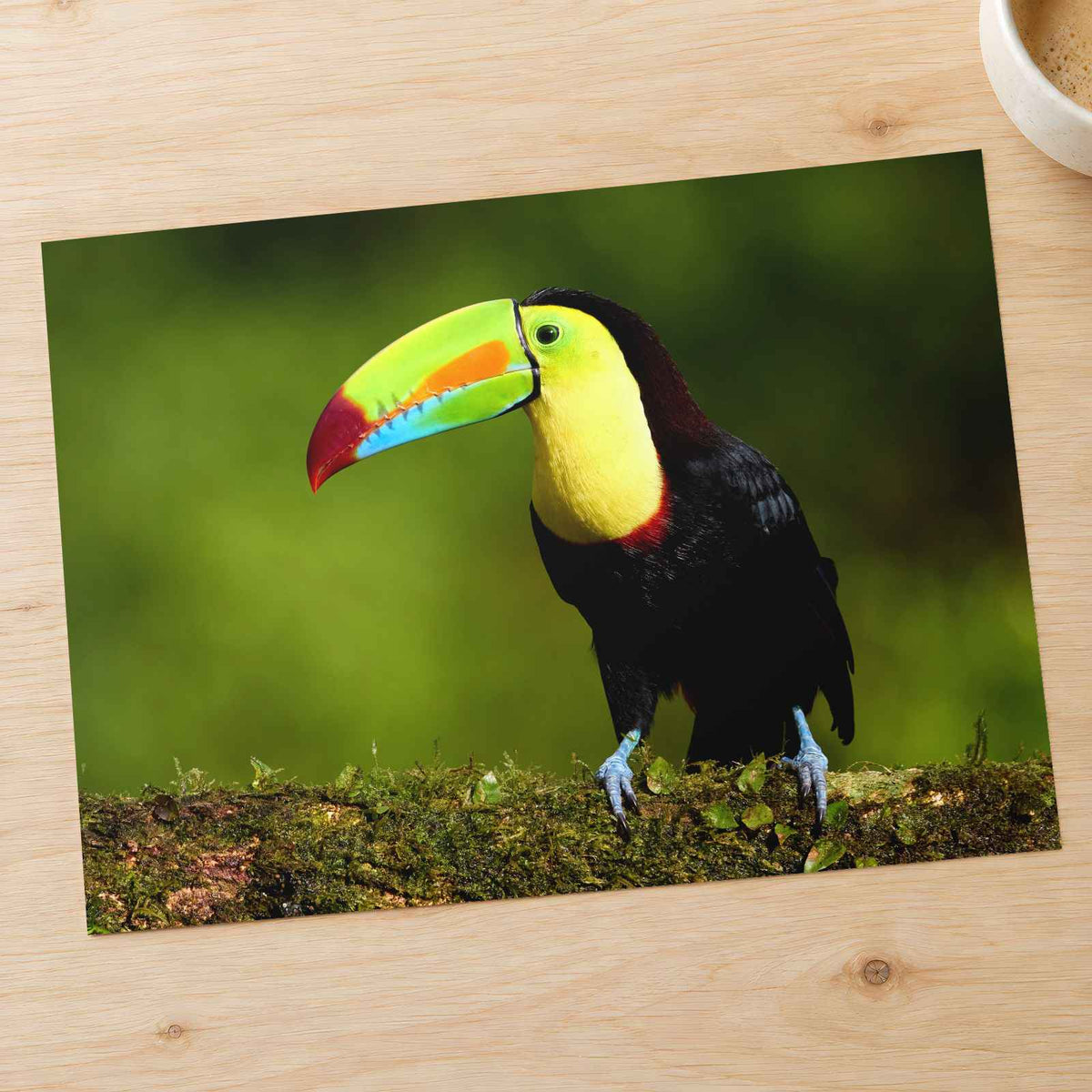 Tropical Toucan on Tree Branch Photo Wall Art (7 Sizes) - Shipped Flat