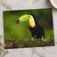 Tropical Toucan on Tree Branch by Zdeněk Macháček Photo Print Wall Decor