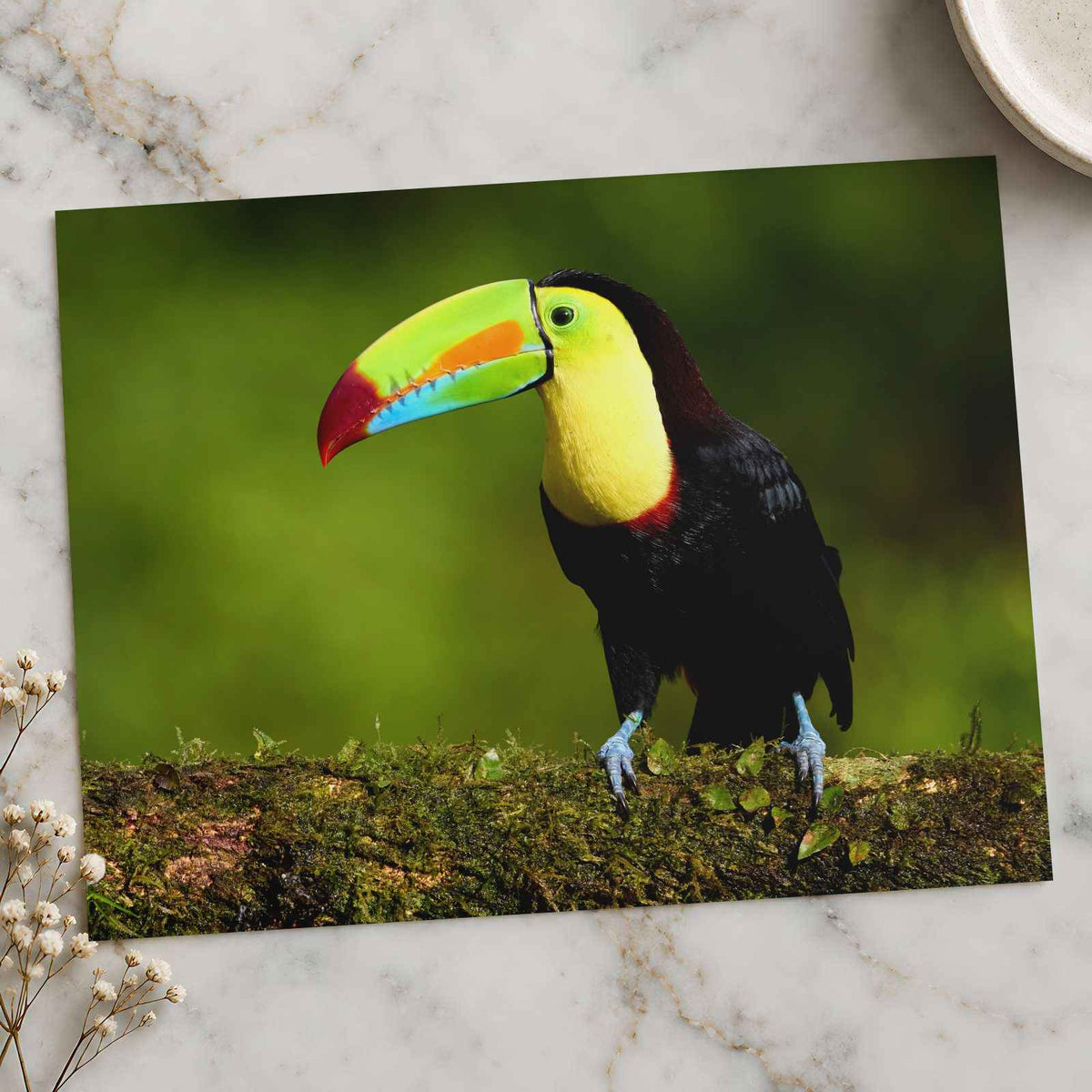 Tropical Toucan on Tree Branch by Zdeněk Macháček Photo Print Wall Decor