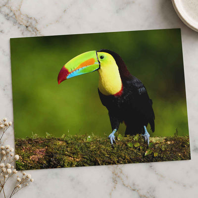 Tropical Toucan on Tree Branch by Zdeněk Macháček Photo Print Wall Decor