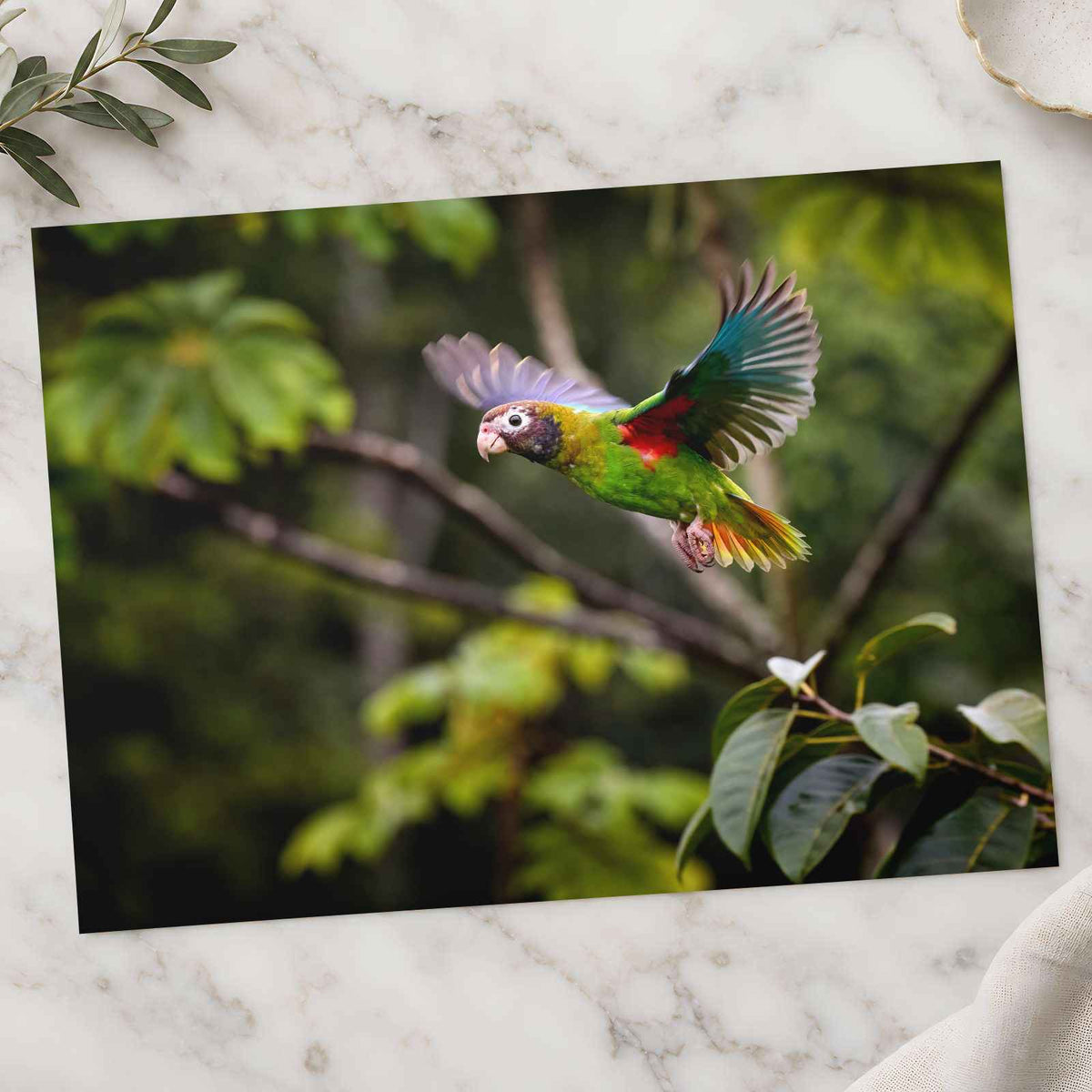 Colorful Parrot Flying Through a Forest Photo Wall Art (7 Sizes) - High Quality