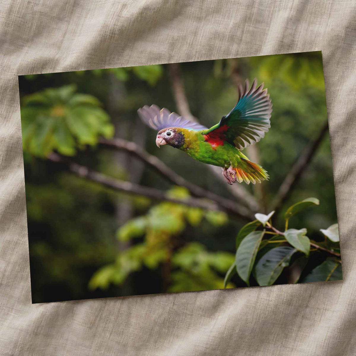 Colorful Parrot Flying Through a Forest Photo Wall Art (7 Sizes) - High Quality