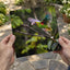 Colorful Parrot Flying Through a Forest Photo Wall Art (7 Sizes) - High Quality