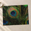 Close Up of Peacock's Tail Feathers Photo Wall Print (7 Sizes) - High Quality