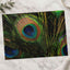 Close Up of Peacock's Tail Feathers Photo Wall Print (7 Sizes) - High Quality