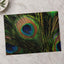Close Up of Peacock's Tail Feathers Photo Wall Print (7 Sizes) - High Quality