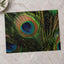 Close Up of Peacock's Tail Feathers by Margaret Jaszowska Photo Print Wall Decor