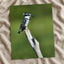 Pied Kingfisher Photo Wall Art (7 Sizes) - Satin Luster