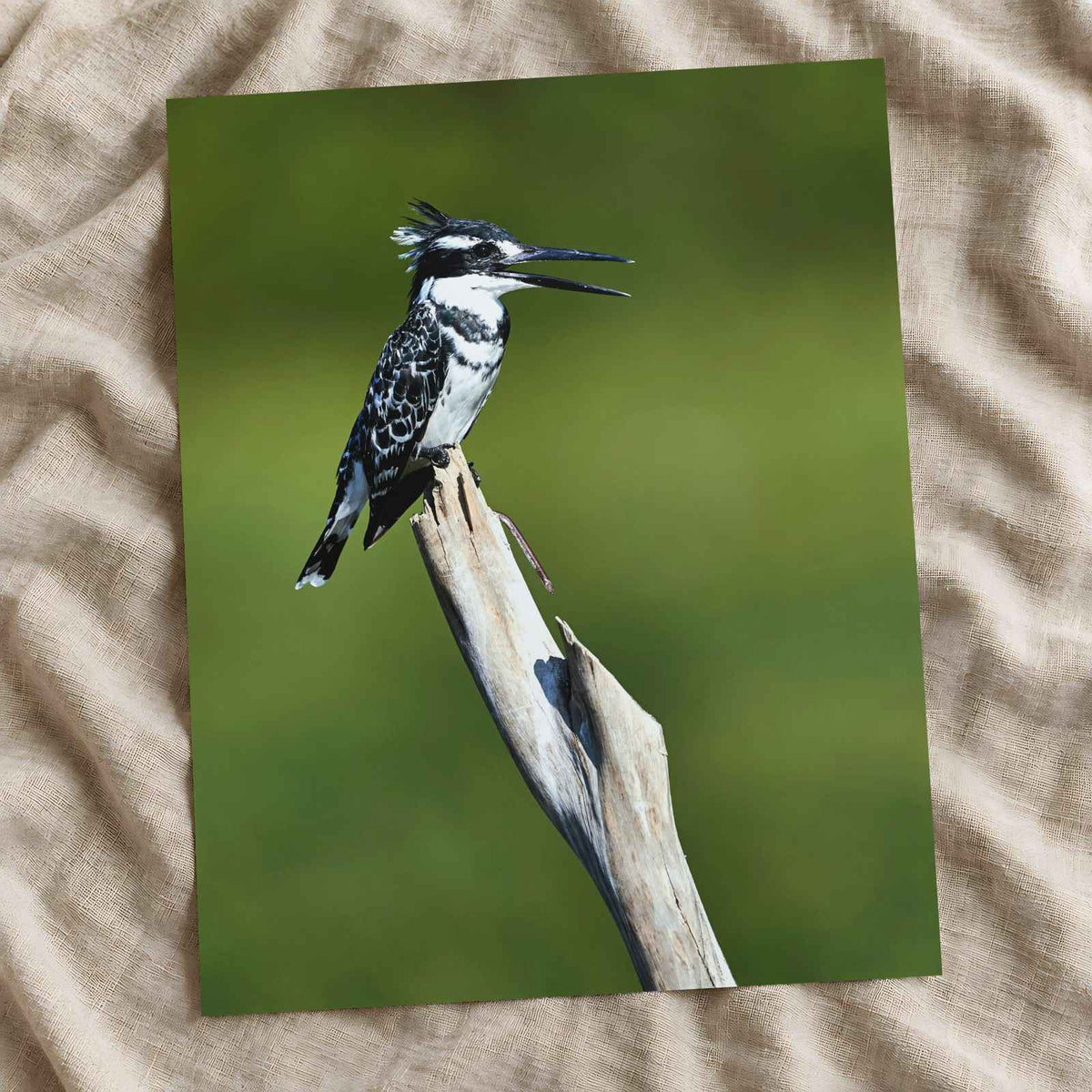 Pied Kingfisher Photo Wall Art (7 Sizes) - Satin Luster