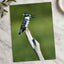 Pied Kingfisher Photo Wall Art (7 Sizes) - Satin Luster