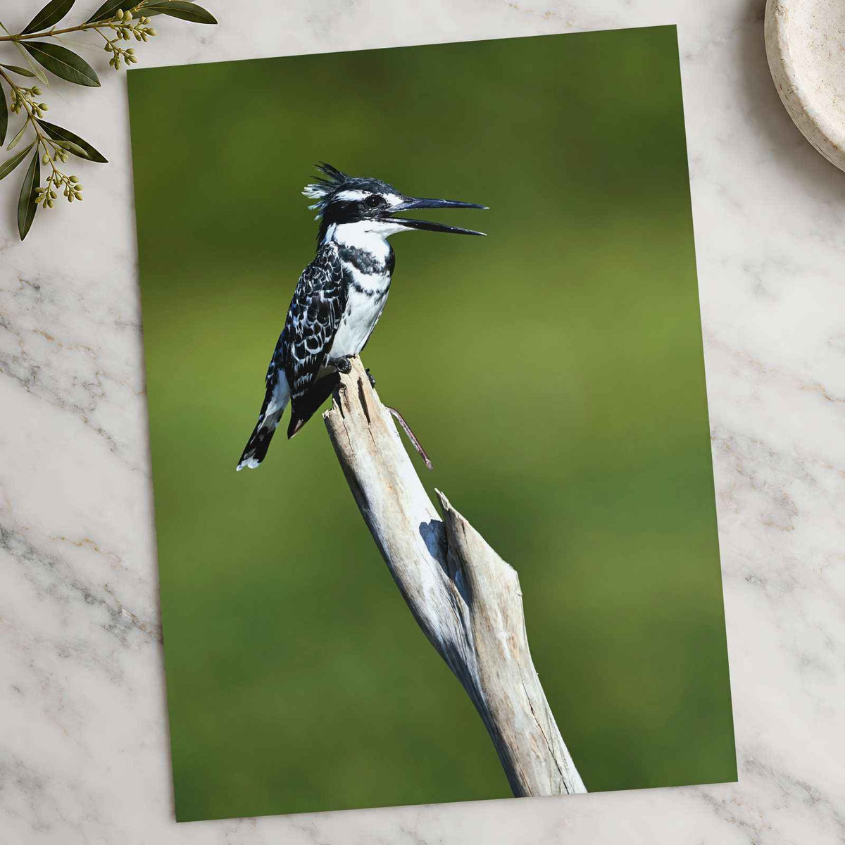 Pied Kingfisher Photo Wall Art (7 Sizes) - Satin Luster