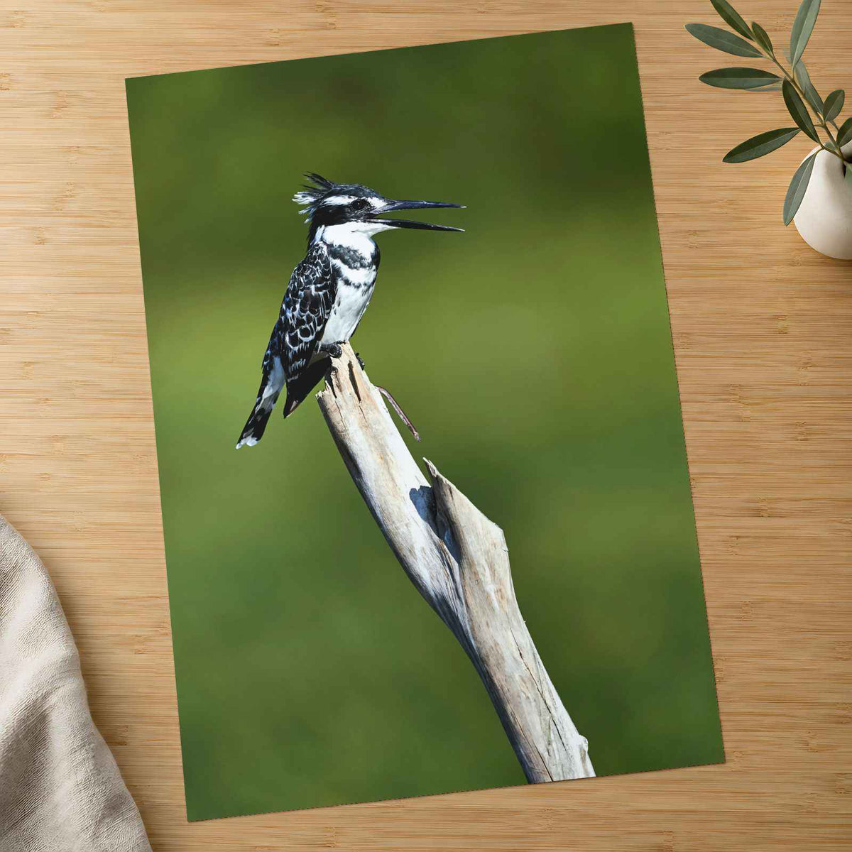 Pied Kingfisher Photo Wall Art (7 Sizes) - Satin Luster