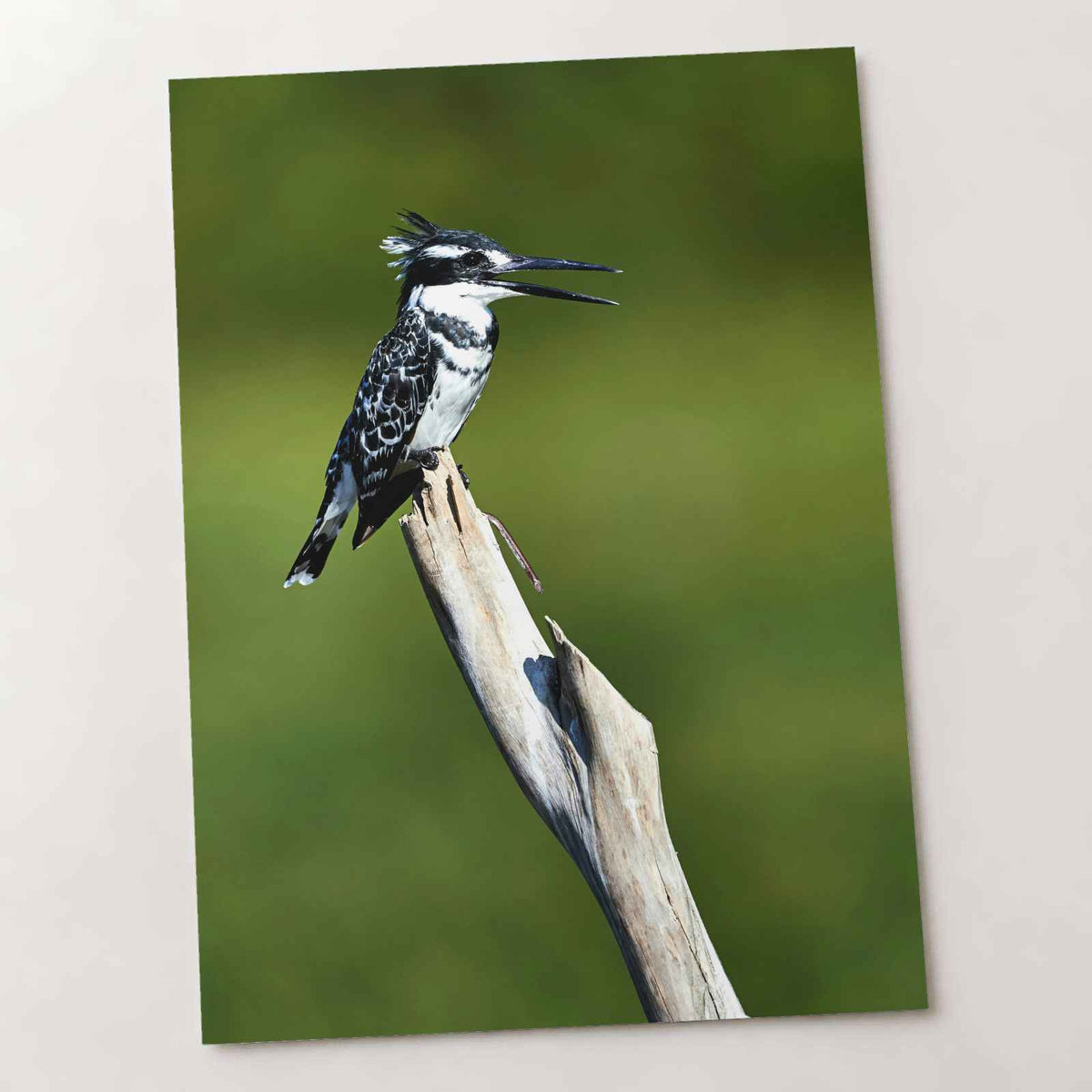 Pied Kingfisher Photo Wall Art (7 Sizes) - Satin Luster