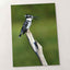 Pied Kingfisher Photo Wall Art (7 Sizes) - Satin Luster