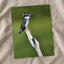Pied Kingfisher Photo Wall Art (7 Sizes) - Satin Luster