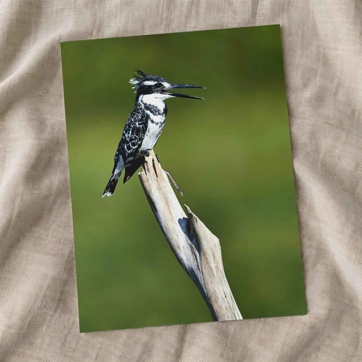 Pied Kingfisher Photo Wall Art (7 Sizes) - Satin Luster