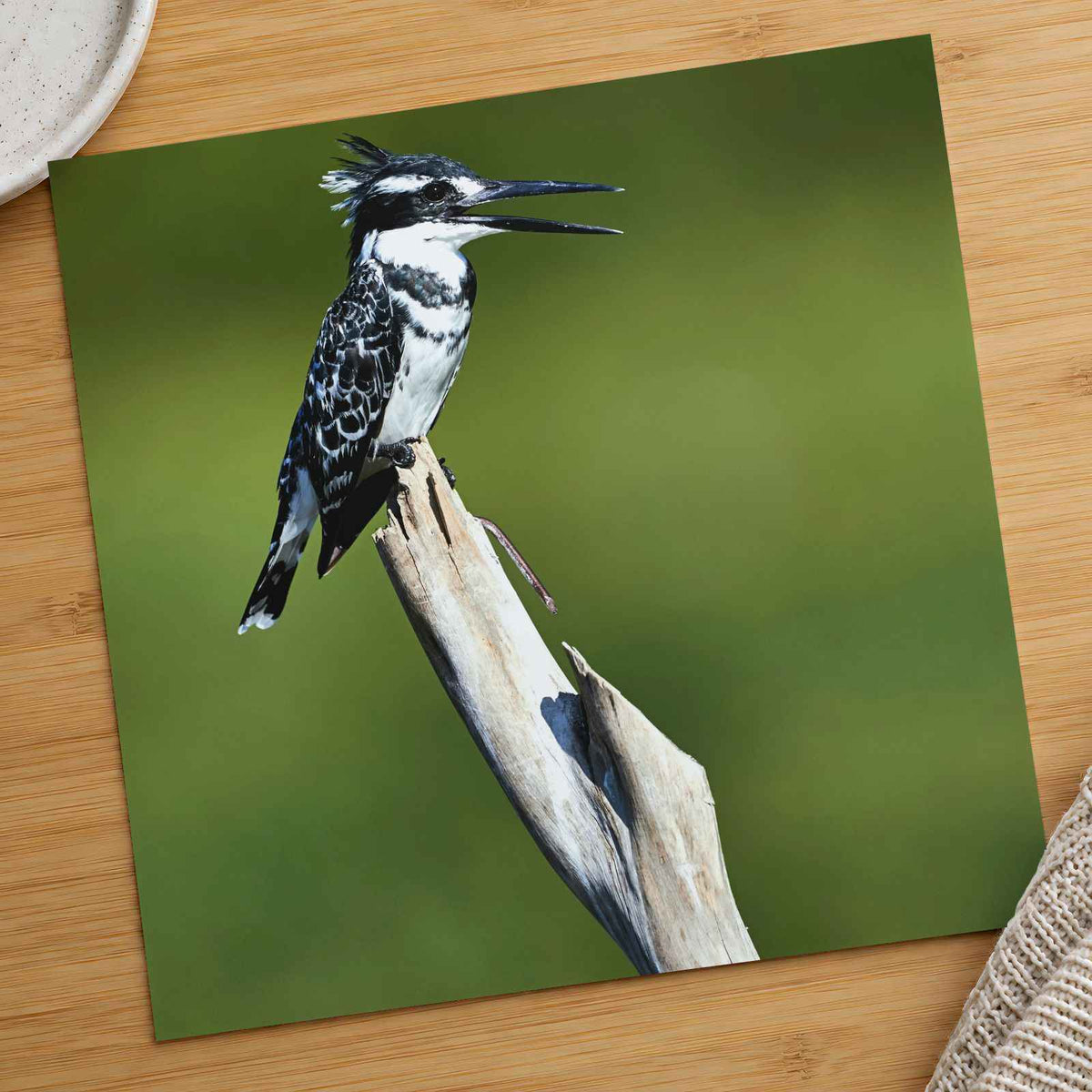 Pied Kingfisher Photo Wall Art (7 Sizes) - Satin Luster