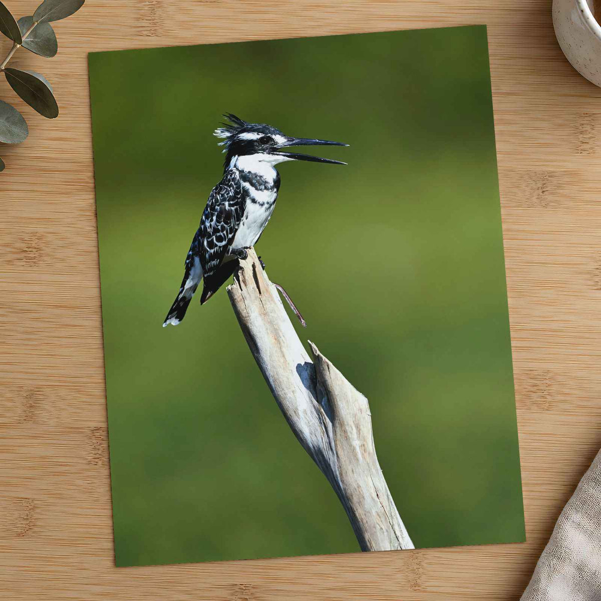 Pied Kingfisher Photo Wall Art (7 Sizes) - Satin Luster