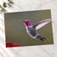 Hummingbird Flying in Willamette Valley Oregon Photographic Art Print (7 Sizes)