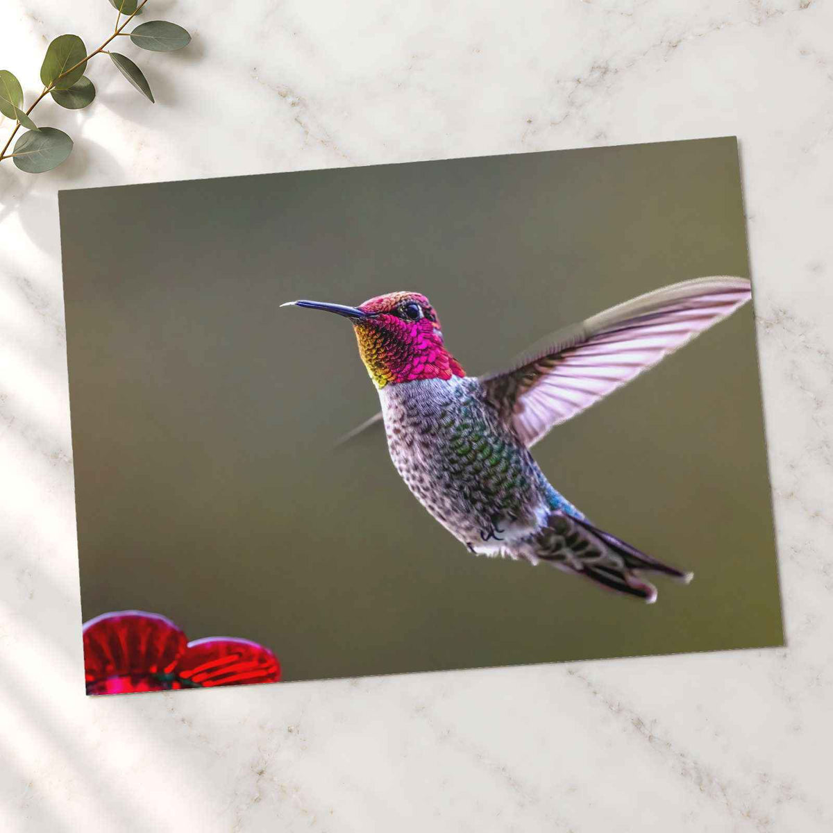 Hummingbird Flying in Willamette Valley Oregon Photographic Art Print (7 Sizes)