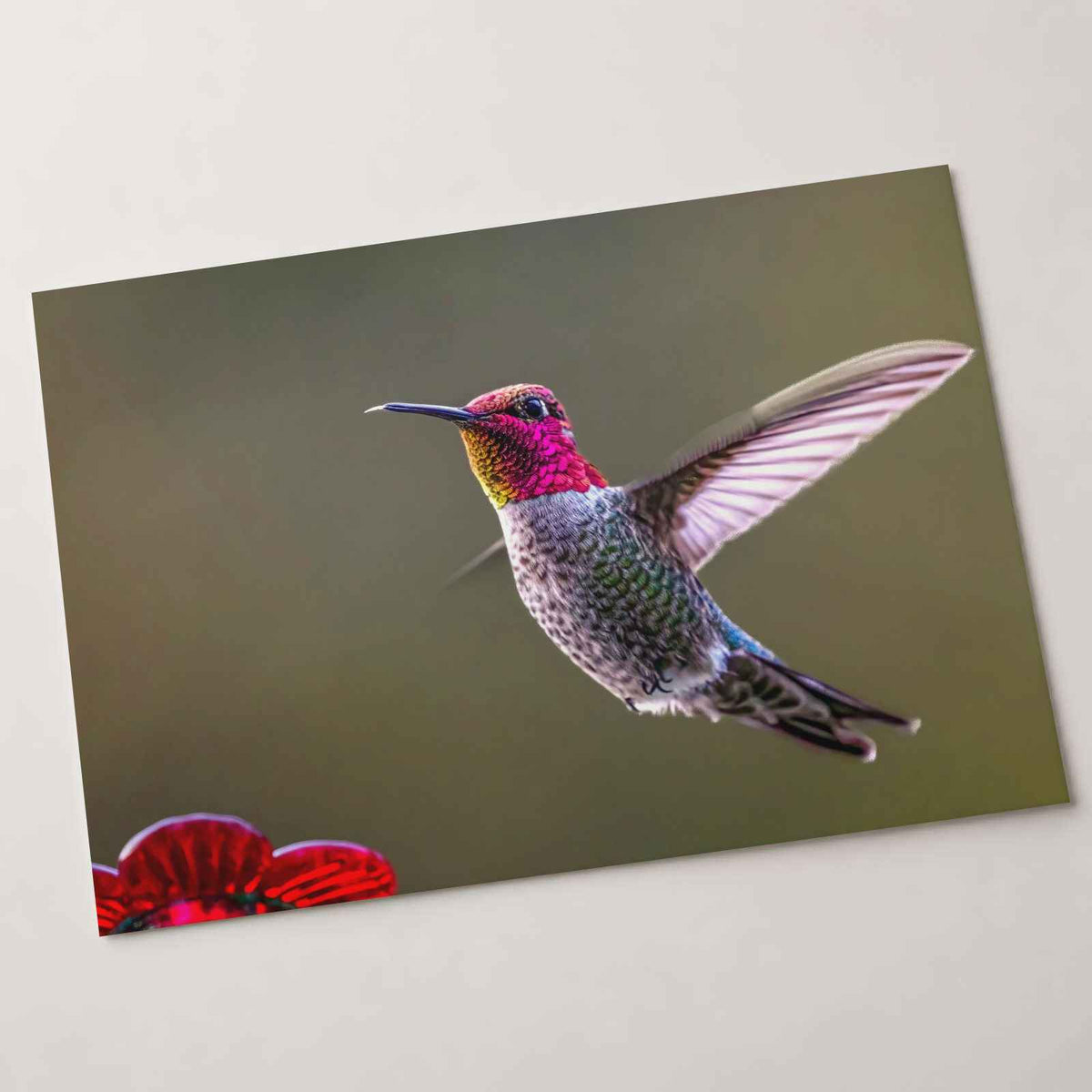 Hummingbird Flying in Willamette Valley Oregon Photographic Art Print (7 Sizes)