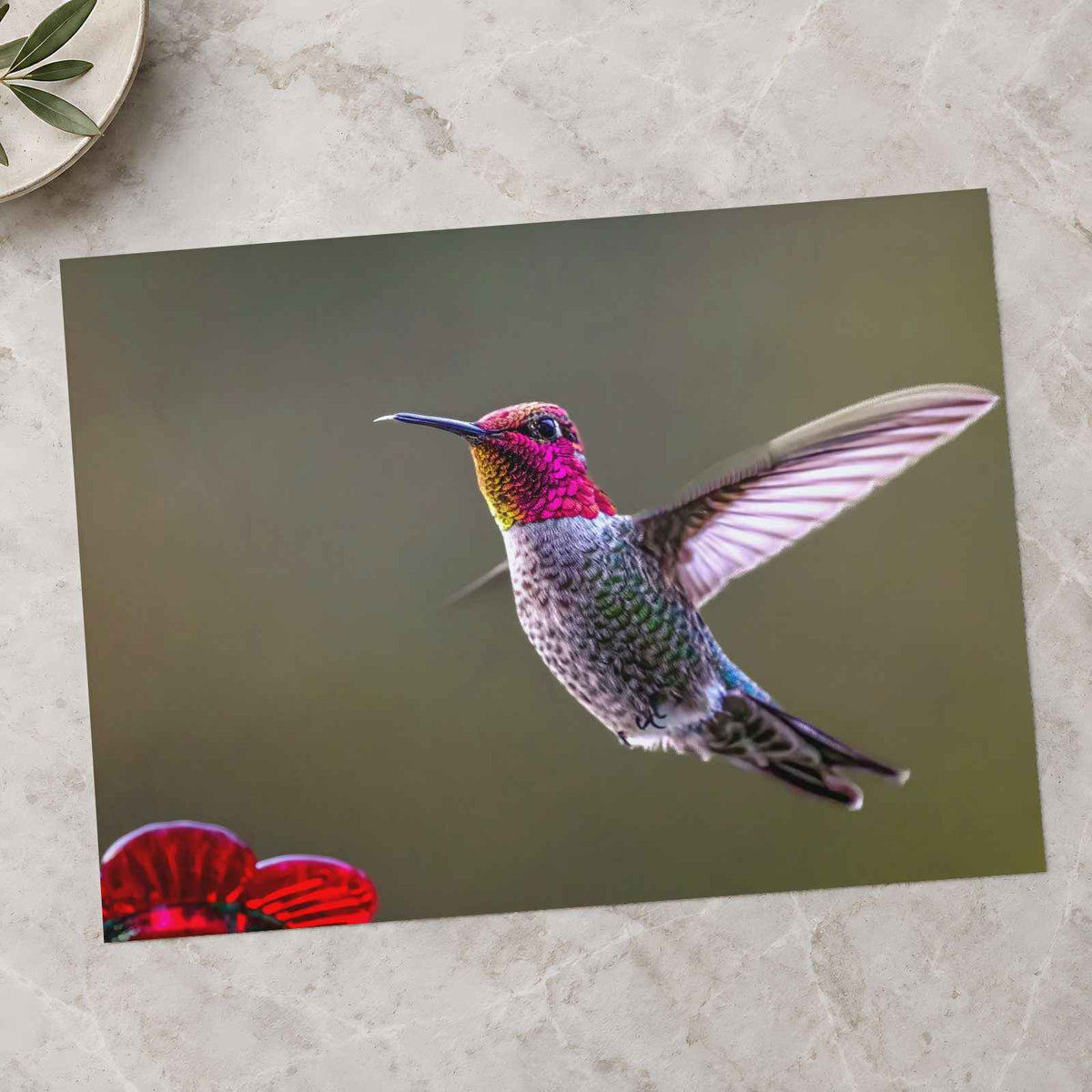 Hummingbird Flying in Willamette Valley Oregon Photographic Art Print (7 Sizes)