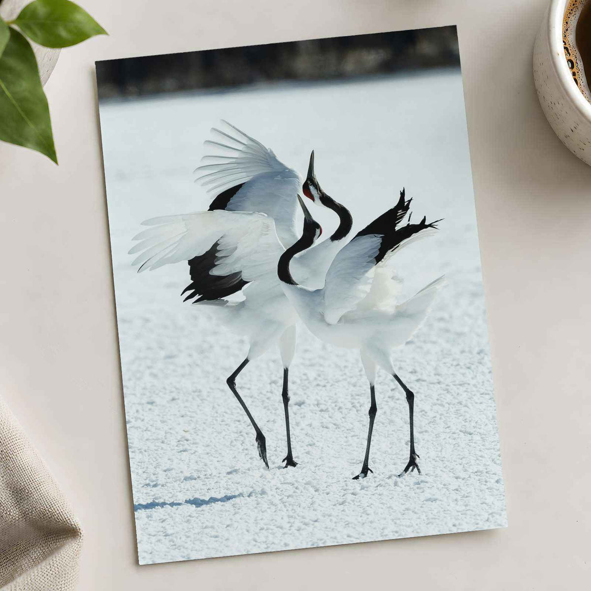 Two Red-Crowned Cranes Dancing on Snow Photographic Art Print (4 Sizes)