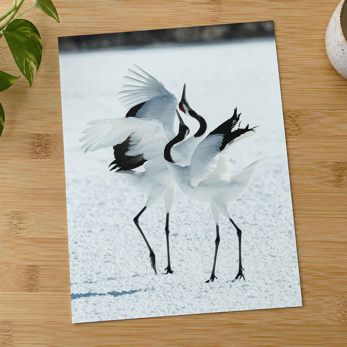 Two Red-Crowned Cranes Dancing on Snow Photographic Art Print (4 Sizes)
