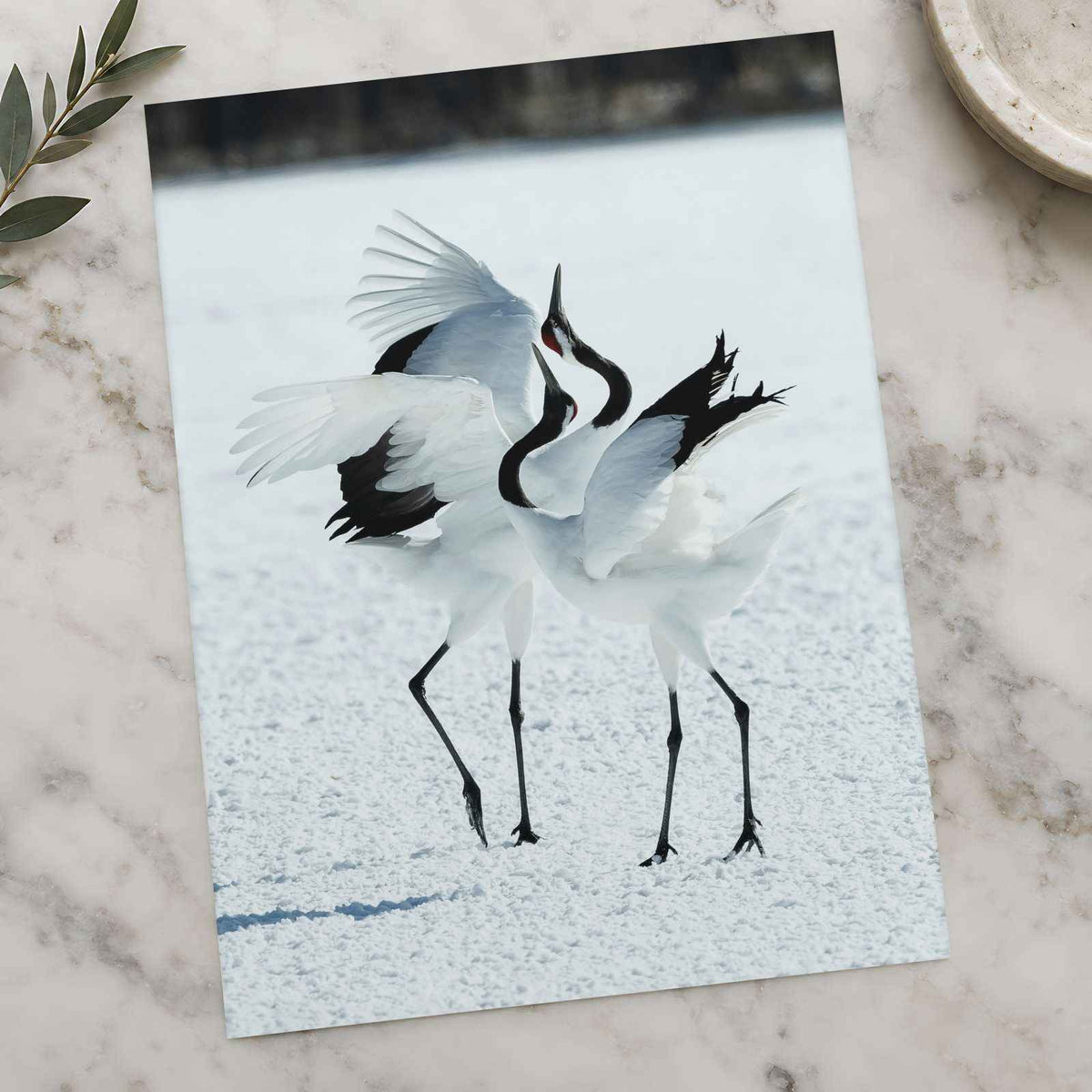 Two Red-Crowned Cranes Dancing on Snow Photographic Art Print (4 Sizes)