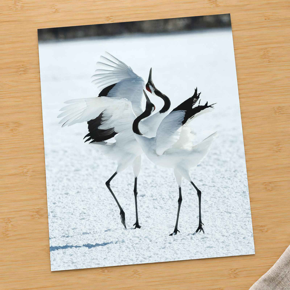 Two Red-Crowned Cranes Dancing on Snow Photo Print Wall Decor