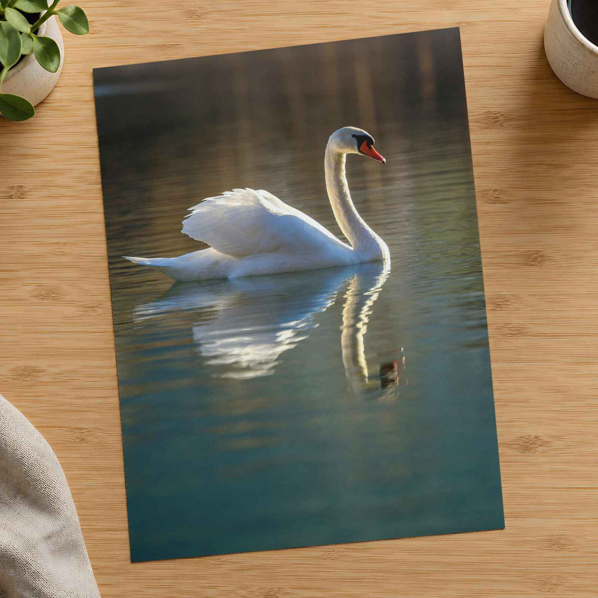 Peaceful White Swan on Water Photography Print (7 Sizes) - Shipped Flat