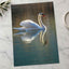 Peaceful White Swan on Water Photography Print (7 Sizes) - Shipped Flat
